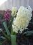 Il Profumo - Blanche Jacinthe EDP 50ml